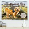 Buchcover Frei Schnauze 2025. Was Hunde am liebsten sagen würden (hochwertiger Premium Wandkalender 2025 DIN A2 quer), Kunstdruck 