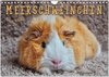 Buchcover Meerschweinchen - so süß (Wandkalender 2025 DIN A4 quer), CALVENDO Monatskalender