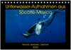 Buchcover Unterwasser-Aufnahmen aus Socorro-Mexico (Tischkalender 2025 DIN A5 quer), CALVENDO Monatskalender