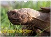 Buchcover Landschildkröten (Wandkalender 2025 DIN A4 quer), CALVENDO Monatskalender
