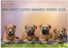 Buchcover IRISH SOFT COATED WHEATEN TERRIER 2025 (Tischkalender 2025 DIN A5 quer), CALVENDO Monatskalender