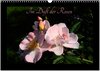 Buchcover Im Duft der Rosen (Wandkalender 2025 DIN A3 quer), CALVENDO Monatskalender