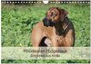 Buchcover Rhodesian Ridgeback Schönheit aus Afrika (Wandkalender 2025 DIN A4 quer), CALVENDO Monatskalender