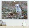 Buchcover Hermelin - das wieselflinke Raubtier (hochwertiger Premium Wandkalender 2025 DIN A2 quer), Kunstdruck in Hochglanz