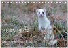 Buchcover Hermelin - das wieselflinke Raubtier (Tischkalender 2025 DIN A5 quer), CALVENDO Monatskalender
