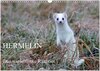 Buchcover Hermelin - das wieselflinke Raubtier (Wandkalender 2025 DIN A3 quer), CALVENDO Monatskalender