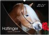 Buchcover Haflinger-Pferde in Reinzucht (Wandkalender 2025 DIN A3 quer), CALVENDO Monatskalender