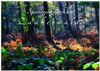 Buchcover Spaziergang durch den Zauberwald (Wandkalender 2025 DIN A2 quer), CALVENDO Monatskalender