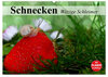 Buchcover Schnecken. Witzige Schleimer (Wandkalender 2025 DIN A2 quer), CALVENDO Monatskalender