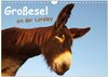 Buchcover Großesel an der Loreley (Wandkalender 2025 DIN A4 quer), CALVENDO Monatskalender