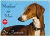 Buchcover Windhund der Wüste - Der Azawakh (Tischkalender 2025 DIN A5 quer), CALVENDO Monatskalender