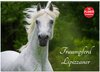 Buchcover Traumpferd Lipizzaner (Wandkalender 2025 DIN A2 quer), CALVENDO Monatskalender