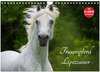 Buchcover Traumpferd Lipizzaner (Wandkalender 2025 DIN A4 quer), CALVENDO Monatskalender