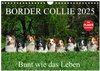 Buchcover Border Collie 2025 (Wandkalender 2025 DIN A4 quer), CALVENDO Monatskalender