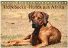 Buchcover Ridgebacks - Hunde aus Afrika (Tischkalender 2025 DIN A5 quer), CALVENDO Monatskalender