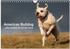 Buchcover American Bulldog - alles Andere ist nur ein Hund (Wandkalender 2025 DIN A4 quer), CALVENDO Monatskalender