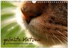 Buchcover geliebte Katzen - auf Samtpfoten durchs Jahr (Wandkalender 2025 DIN A4 quer), CALVENDO Monatskalender