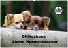 Buchcover Chihuahuas - kleine Herzensbrecher (Wandkalender 2025 DIN A2 quer), CALVENDO Monatskalender