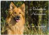 Buchcover Altdeutsche Hütehunde - Fast vergessen (Wandkalender 2025 DIN A2 quer), CALVENDO Monatskalender