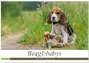 Buchcover Beaglebabys auf Entdeckungstour (Wandkalender 2025 DIN A2 quer), CALVENDO Monatskalender