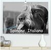 Buchcover Carissimo Spinone Italiano (hochwertiger Premium Wandkalender 2025 DIN A2 quer), Kunstdruck in Hochglanz