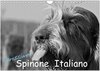 Buchcover Carissimo Spinone Italiano (Wandkalender 2025 DIN A4 quer), CALVENDO Monatskalender