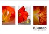 Buchcover Blumen Trilogien (Wandkalender 2025 DIN A2 quer), CALVENDO Monatskalender