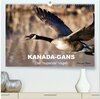 Buchcover KANADA-GANS - Der 'hupende' Vogel (hochwertiger Premium Wandkalender 2025 DIN A2 quer), Kunstdruck in Hochglanz