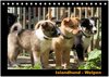 Buchcover Islandhund - Welpen / CH-Version (Tischkalender 2025 DIN A5 quer), CALVENDO Monatskalender