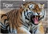 Buchcover Tiger. Gestreift, wild u. schön (Wandkalender 2025 DIN A3 quer), CALVENDO Monatskalender