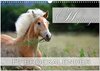 Buchcover Haflinger / Geburtstagskalender (Wandkalender 2025 DIN A3 quer), CALVENDO Monatskalender