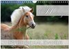 Buchcover Haflinger / Geburtstagskalender (Wandkalender 2025 DIN A4 quer), CALVENDO Monatskalender