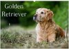 Buchcover Golden Retriever (Wandkalender 2025 DIN A2 quer), CALVENDO Monatskalender