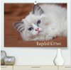 Buchcover Ragdoll Kitten (hochwertiger Premium Wandkalender 2025 DIN A2 quer), Kunstdruck in Hochglanz