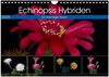 Buchcover Echinopsis Hybriden. Ein stachliger Traum (Wandkalender 2025 DIN A4 quer), CALVENDO Monatskalender