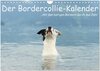 Buchcover Der Bordercollie-Kalender (Wandkalender 2025 DIN A4 quer), CALVENDO Monatskalender