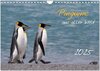 Buchcover Pinguine aus aller Welt (Wandkalender 2025 DIN A4 quer), CALVENDO Monatskalender