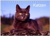 Buchcover Katzen (Tischkalender 2025 DIN A5 quer), CALVENDO Monatskalender