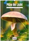 Buchcover Pilze im Licht (Wandkalender 2025 DIN A2 hoch), CALVENDO Monatskalender