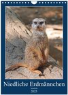 Buchcover Niedliche Erdmännchen (Wandkalender 2025 DIN A4 hoch), CALVENDO Monatskalender