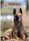 Buchcover Malinois verlässliche Begleiter (Tischkalender 2025 DIN A5 hoch), CALVENDO Monatskalender