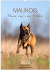 Buchcover Malinois Power auf vier Pfoten (Wandkalender 2025 DIN A2 hoch), CALVENDO Monatskalender