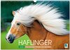 Buchcover Haflinger: Die blonden Pferde von der Alm (Wandkalender 2025 DIN A3 quer), CALVENDO Monatskalender