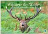 Buchcover Wildtiere des Waldes: Hier wird der Mythos Wald lebendig (Wandkalender 2026 DIN A2 quer), CALVENDO Monatskalender