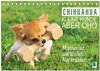 Buchcover Chihuahua: Kleine Hunde, aber oho (Tischkalender 2026 DIN A5 quer), CALVENDO Monatskalender