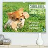 Buchcover Chihuahua: Kleine Hunde, aber oho (hochwertiger Premium Wandkalender 2026 DIN A2 quer), Kunstdruck in Hochglanz