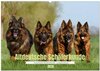 Buchcover Altdeutsche Schäferhunde - Traumhafte Schäferhunde Langstockhaar (Wandkalender 2026 DIN A2 quer), CALVENDO Monatskalende