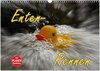 Buchcover Enten-Rennen (Wandkalender 2026 DIN A3 quer), CALVENDO Monatskalender