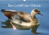 Buchcover Das Leben der Gänse (Wandkalender 2013 DIN A4 quer)