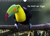 Buchcover Die Welt der Vögel - Birdwatching mit Ursula Di Chito (Wandkalender 2014 DIN A4 quer)